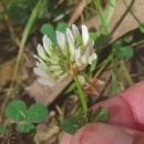Trifolium repens L.Trifolium repens L.