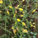 Ulex europaeus L. subsp. latebracteatus (Mariz) Rothm.Ulex europaeus L. subsp. latebracteatus (Mariz) Rothm.