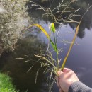 Panicum dichotomiflorum Michx.Panicum dichotomiflorum Michx.