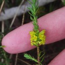 Thymelaea coridifolia (Lam.) Endl. subsp. coridifoliaThymelaea coridifolia (Lam.) Endl. subsp. coridifolia