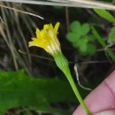 Leontodon longirostris (Finch & P.D.Sell) TalaveraLeontodon longirostris (Finch & P.D.Sell) Talavera