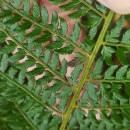 Polystichum setiferum (Forssk.) Woyn.Polystichum setiferum (Forssk.) Woyn.
