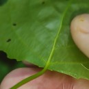 Populus x canadensis MoenchPopulus x canadensis Moench