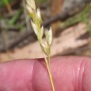 Danthonia decumbens (L.) DC.Danthonia decumbens (L.) DC.