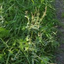 Verbena officinalis L.Verbena officinalis L.