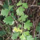 Crataegus monogyna Jacq.Crataegus monogyna Jacq.