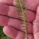 Achillea millefolium L.Achillea millefolium L.