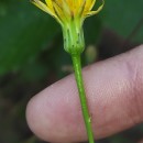 Hypochaeris radicata L.Hypochaeris radicata L.