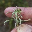 Gnaphalium uliginosum L.Gnaphalium uliginosum L.