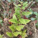 Lycopus europaeus L.Lycopus europaeus L.