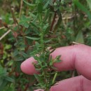 Genista berberidea LangeGenista berberidea Lange