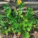 Chelidonium majus L.Chelidonium majus L.