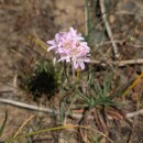 Armeria merinoi (Bernis) Nieto Fel. & Silva PandoArmeria merinoi (Bernis) Nieto Fel. & Silva Pando