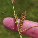Carex binervis Sm.Carex binervis Sm.