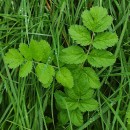 Erodium moschatum (L.) L’Her.Erodium moschatum (L.) L’Her.