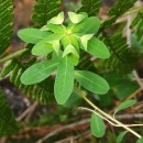 Euphorbia dulcis L.Euphorbia dulcis L.