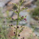 Scrophularia canina L.Scrophularia canina L.
