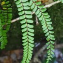 Asplenium trichomanes L. subsp. quadrivalens D.E. Mey.Asplenium trichomanes L. subsp. quadrivalens D.E. Mey.