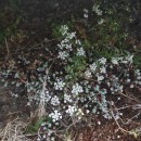 Conopodium majus (Gouan) Loret subsp. marizianum (Samp.) López Udias & MateoConopodium majus (Gouan) Loret subsp. marizianum (Samp.) López Udias & Mateo