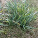 Pancratium maritimum L.Pancratium maritimum L.