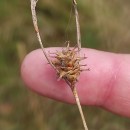 Carex durieui Steud. ex KunzeCarex durieui Steud. ex Kunze