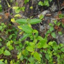 Lonicera japonica Thunb.Lonicera japonica Thunb.