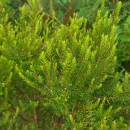 Erica erigena R. Ross R.RossErica erigena R. Ross R.Ross