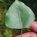 Populus nigra L.Populus nigra L.