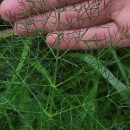 Foeniculum vulgare Mill.Foeniculum vulgare Mill.