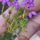 Erica cinerea L.Erica cinerea L.