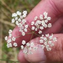 Trocdaris verticillatum (L.) Raf.Trocdaris verticillatum (L.) Raf.