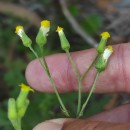 Senecio sylvaticus L.Senecio sylvaticus L.