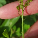 Capsella bursa-pastoris (L.) Medik.Capsella bursa-pastoris (L.) Medik.