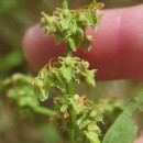 Rumex obtusifolius L.Rumex obtusifolius L.