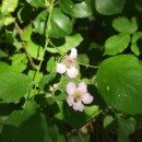 Rubus ulmifolius SchottRubus ulmifolius Schott