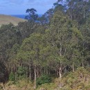Eucalyptus globulus Labill.Eucalyptus globulus Labill.