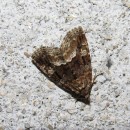 Deltote pygarga (Hufnagel, 1766)Deltote pygarga (Hufnagel, 1766)