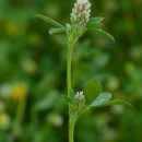 Trifolium striatum (Lange) Muñoz Rodr.Trifolium striatum (Lange) Muñoz Rodr.
