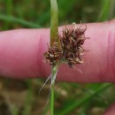 Luzula campestris (L.) DC.Luzula campestris (L.) DC.