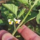 Solanum nigrum L.Solanum nigrum L.