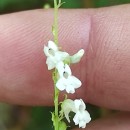 Anarrhinum duriminium (Brot.) Pers.Anarrhinum duriminium (Brot.) Pers.