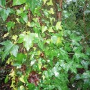 Hedera hibernica (G. Kirchn.) BeanHedera hibernica (G. Kirchn.) Bean‹
