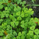 Medicago arabica (L.) Huds.Medicago arabica (L.) Huds.