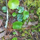 Umbilicus rupestris (Salisb.) DandyUmbilicus rupestris (Salisb.) Dandy