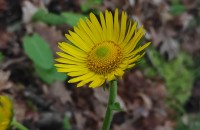 Doronicum plantagineum L.Doronicum plantagineum L.