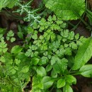 Chaerophyllum temulum L.Chaerophyllum temulum L.