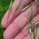Avena barbata Pott subsp. barbataAvena barbata Pott subsp. barbata