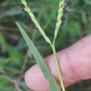 Paspalum distichum L.Paspalum distichum L.