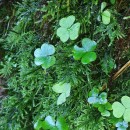 Oxalis acetosella L.Oxalis acetosella L.