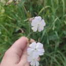 Silene latifolia Poir.Silene latifolia Poir.